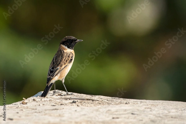 Fototapeta Desert Wheatear Bird Perched on a Stone at Rann of Kutch in Gujarat, India