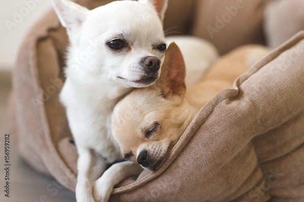 Obraz Two lovely, cute and beautiful domestic breed mammal chihuahua puppies friends lying, relaxing in dog bed. Pets resting, sleeping together. Pathetic and emotional portrait. Father and daughter photo.