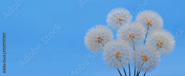 Fototapeta Dandelion seed heads on bright blue background. Minimalist spring concept. Natural texture for design, banner, or poster