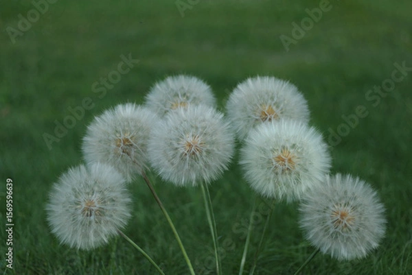 Fototapeta Cluster of dandelion seed heads on green grass background. Soft natural light and detailed texture perfect for eco, botanical, or spring themes.