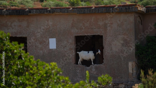 Fototapeta A white goat with horns grazes peacefully on dry grass in a rural setting