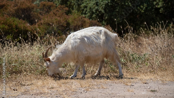 Fototapeta A white goat with horns grazes peacefully on dry grass in a rural setting