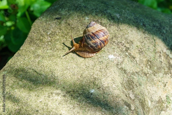 Fototapeta Helix pomatia, Roman snail, Burgundy snail with brown shell slowly moving across textured rock. Big beautiful helix with spiral shell