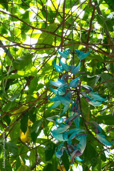 Obraz 翡翠葛　ヒスイカズラ