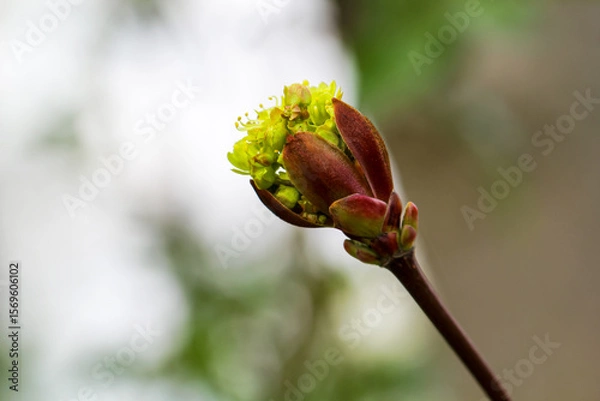 Fototapeta Junge Triebe eines Ahorn.