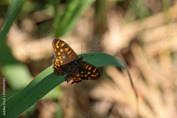 Obraz Ein Schmetterling auf Kreta.