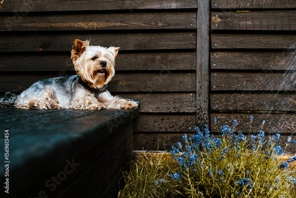 Fototapeta A Yorkshire Terrier enjoys a relaxing moment in the garden on a sunny day. A charming Yorkie doggy rests on a dark surface of a wooden terrace, flowers in view, capturing a serene moment at home yard.