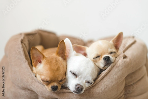 Obraz Closeup of three lovely, cute domestic breed mammal chihuahua puppies friends lying, relaxing in dog bed. Pets resting, sleeping together. Pathetic and emotional portrait. Dog ears, eyes and facesþ