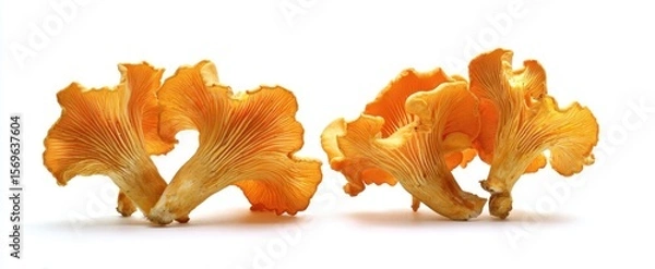 Fototapeta The vibrant chanterelle mushrooms showcasing their unique texture and color.