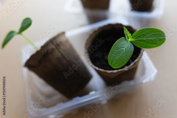 Fototapeta young seedlings grow in a peat pot before being planted in a garden plot. tomato and cucumber sprouts in a pot on a cardboard background are warming in the sun. the work of an agronomist in the spring