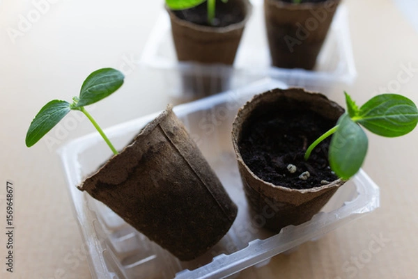 Fototapeta young seedlings grow in a peat pot before being planted in a garden plot. tomato and cucumber sprouts in a pot on a cardboard background are warming in the sun. the work of an agronomist in the spring