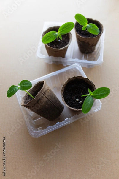 Fototapeta young seedlings grow in a peat pot before being planted in a garden plot. tomato and cucumber sprouts in a pot on a cardboard background are warming in the sun. the work of an agronomist in the spring