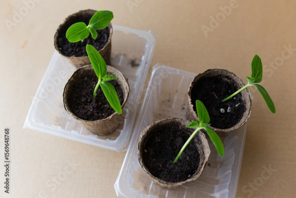 Fototapeta young seedlings grow in a peat pot before being planted in a garden plot. tomato and cucumber sprouts in a pot on a cardboard background are warming in the sun. the work of an agronomist in the spring