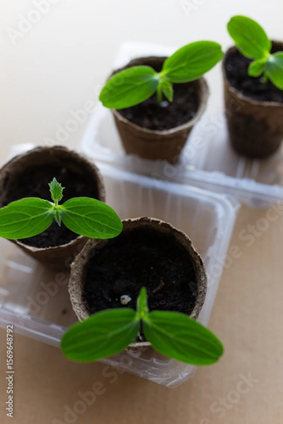 Fototapeta young seedlings grow in a peat pot before being planted in a garden plot. tomato and cucumber sprouts in a pot on a cardboard background are warming in the sun. the work of an agronomist in the spring