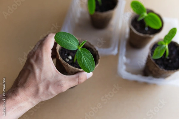 Fototapeta young seedlings grow in a peat pot before being planted in a garden plot. tomato and cucumber sprouts in a pot on a cardboard background are warming in the sun. the work of an agronomist in the spring
