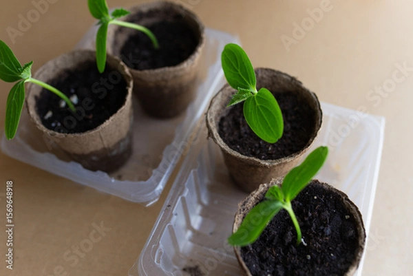Fototapeta young seedlings grow in a peat pot before being planted in a garden plot. tomato and cucumber sprouts in a pot on a cardboard background are warming in the sun. the work of an agronomist in the spring