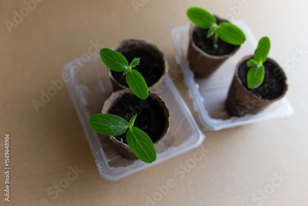 Fototapeta young seedlings grow in a peat pot before being planted in a garden plot. tomato and cucumber sprouts in a pot on a cardboard background are warming in the sun. the work of an agronomist in the spring