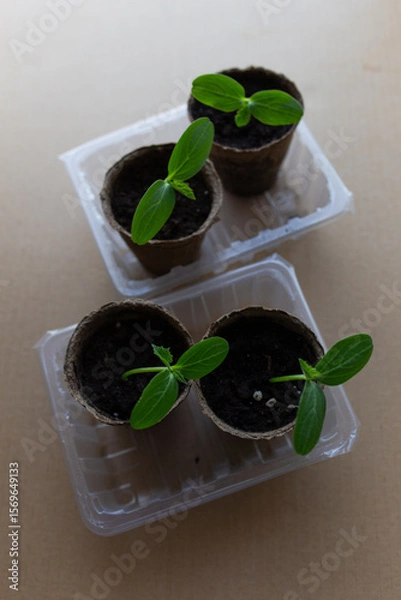 Fototapeta young seedlings grow in a peat pot before being planted in a garden plot. tomato and cucumber sprouts in a pot on a cardboard background are warming in the sun. the work of an agronomist in the spring