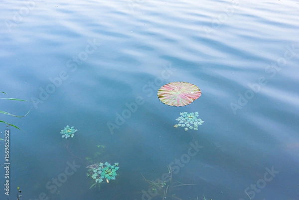 Fototapeta The sidewalks, plants, and floating lotus leaves on the riverbanks of urban parks