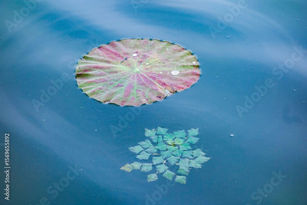 Fototapeta The sidewalks, plants, and floating lotus leaves on the riverbanks of urban parks