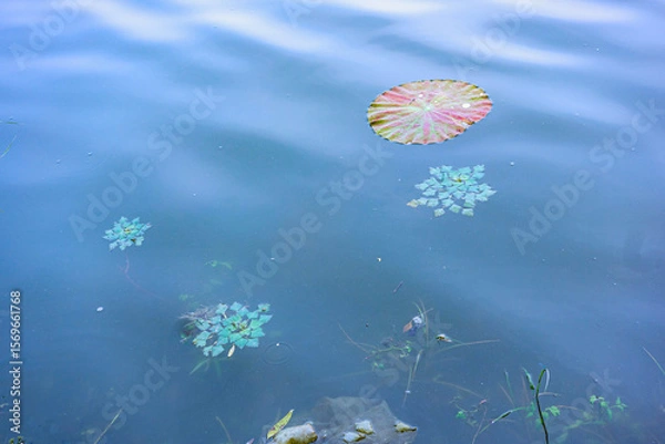 Fototapeta The sidewalks, plants, and floating lotus leaves on the riverbanks of urban parks