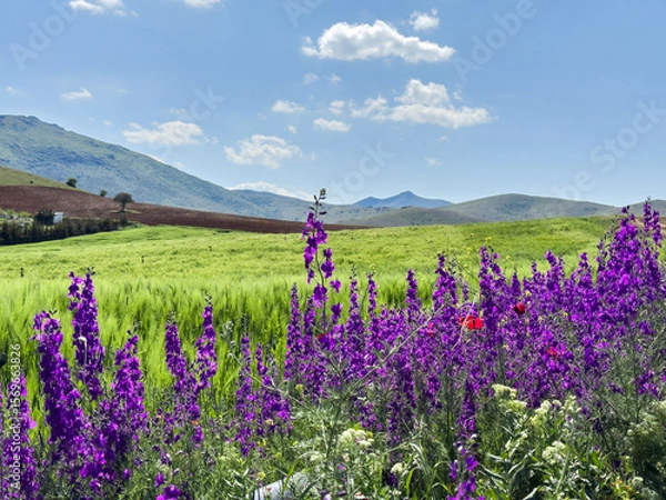 Fototapeta Set of different views of stunning natural view with colorful flowers, green hills and cloudy sky. Natural real nature backgrounds. Spring time backgrounds. Purple lilac and red poppy flowers. 