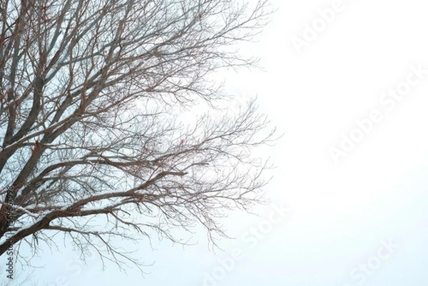 Obraz Bare winter trees forming a natural frame around sky. Seasonal background with clear space for copy.