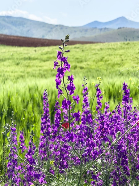 Fototapeta Set of different views of stunning natural view with colorful flowers, green hills and cloudy sky. Natural real nature backgrounds. Spring time backgrounds. Purple lilac and red poppy flowers. 