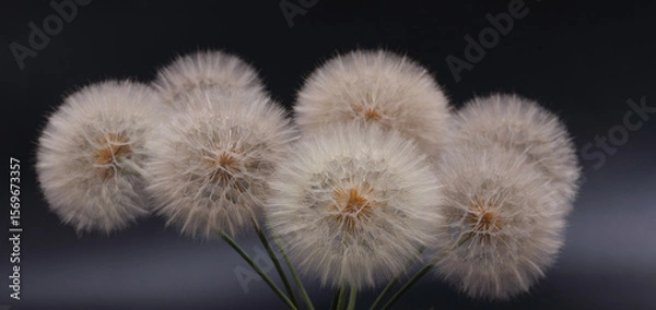 Fototapeta Close-up of dandelion seed heads in a bouquet on a deep black background. Studio lighting highlights delicate texture. Ideal for nature, minimalism, or botanical concepts.