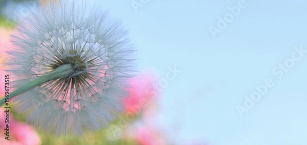 Fototapeta White dandelion silhouette in front of soft-focus pink roses. Vibrant floral background. Ideal for summer, botanical, or abstract compositions with copy space.