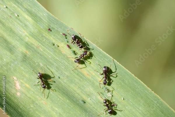 Fototapeta Close up view of ants working on a green leaf during a sunny day in a natural environment
