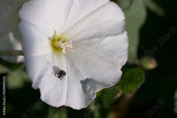 Fototapeta Close view of a beetle on a blooming white flower in a garden during daylight hours