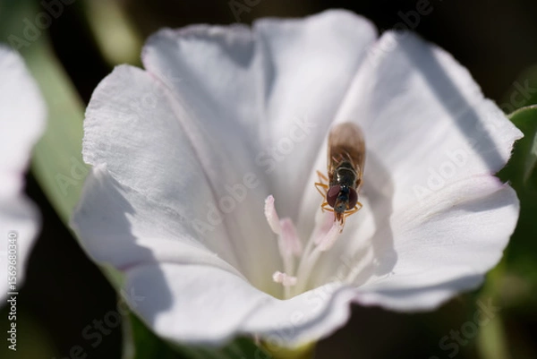 Fototapeta Close up view of a bee pollinating a white flower during daylight in a serene garden setting