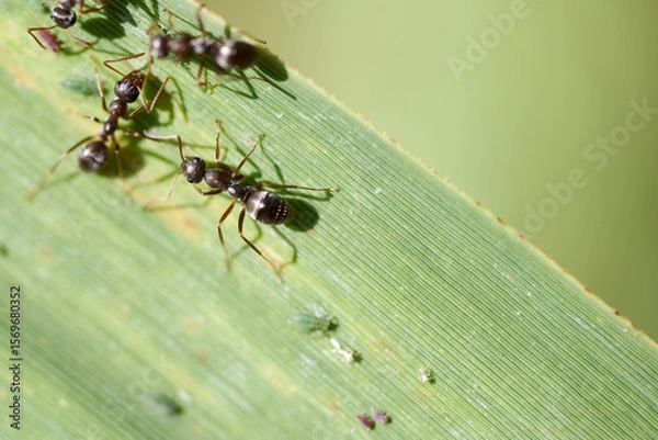 Fototapeta Black ants crawling on a green leaf in a natural environment during daylight
