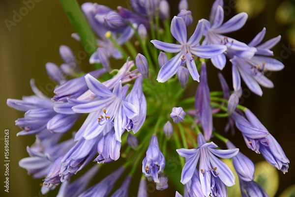 Obraz アガパンサス