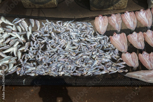 Fototapeta Fresh fishes dry under the sun on the net at local market.