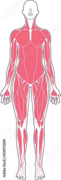 Fototapeta 女性の筋肉解剖図　前面