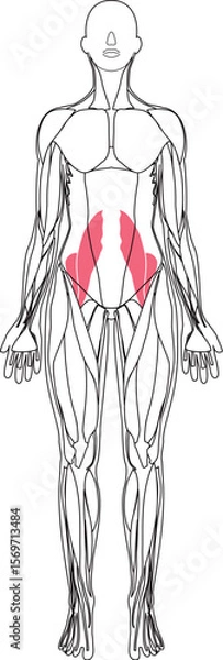 Obraz 女性の腸腰筋
