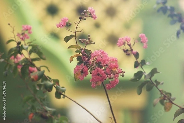 Fototapeta Pink Crepe Myrtle Bloom with Green Backdrop