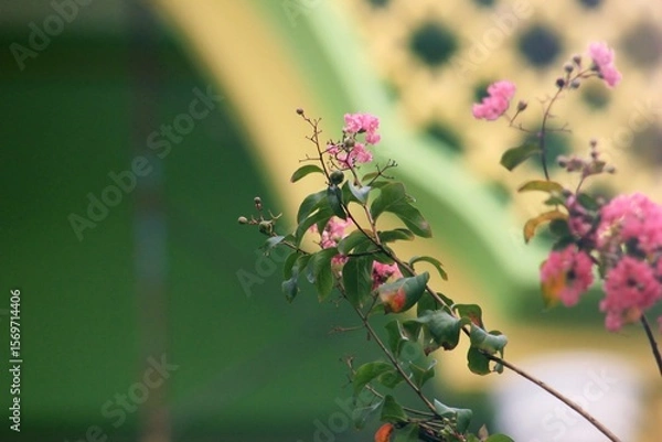 Fototapeta Pink Blooms Against Geometric Archway
