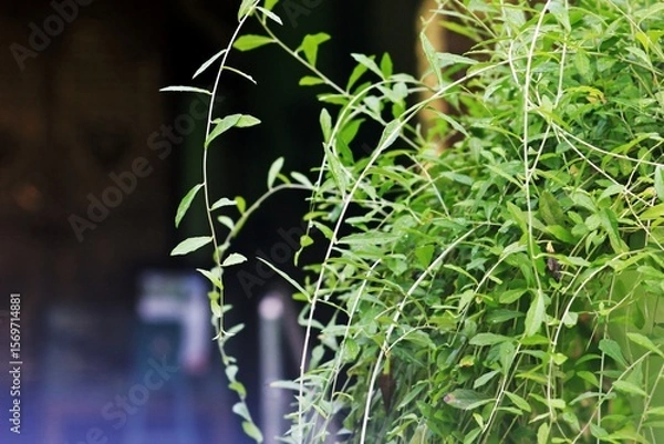 Fototapeta Cascading Greenery: Delicate Foliage in Natural Light
