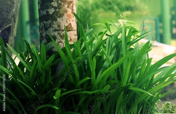 Fototapeta Lush Greenery at the Base of a Tree