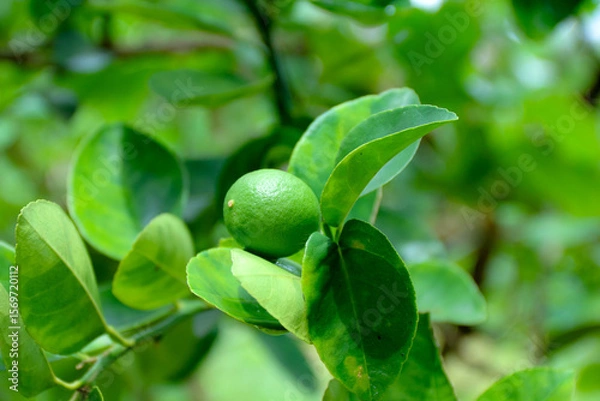 Fototapeta Lime Growing on Tree with Green Leaves in Natural Light