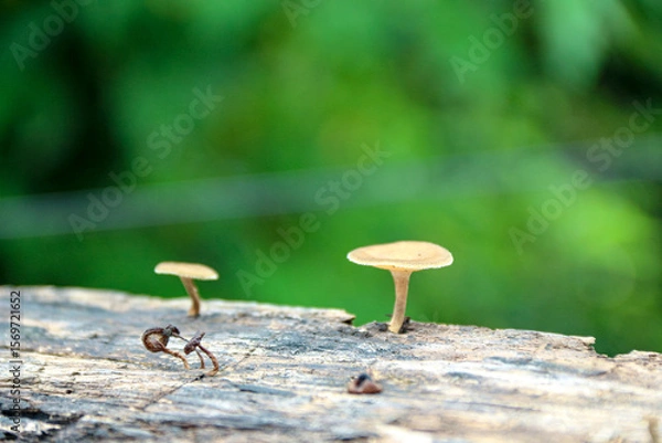Fototapeta Tiny Mushrooms Growing on a Log in Forest Setting