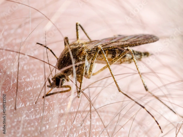Obraz Malaria Infected Mosquito Bite. Leishmaniasis, Encephalitis, Yellow Fever, Dengue, Malaria Disease, Mayaro or Zika Virus Infectious Culex Mosquitoe Parasite Insect Macro.
