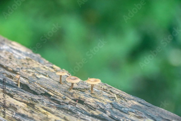 Fototapeta Mushrooms Growing on Log in Forest Nature Scene