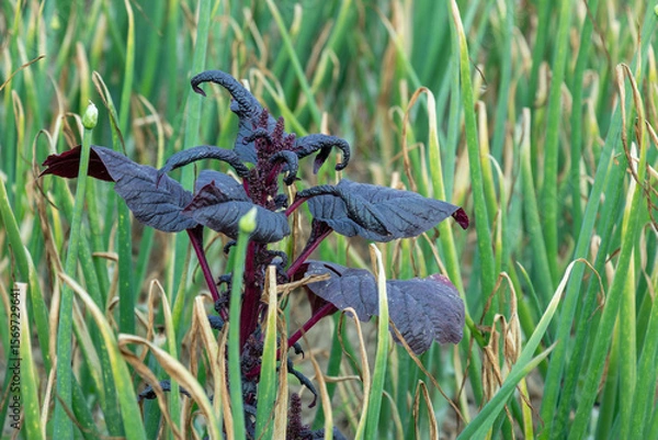 Fototapeta Red amaranth is a fast growing plant with vivid red or purple leaves and upright stem