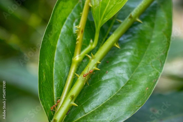 Fototapeta Smilax. green, thorny plant stem is featured, with several reddish brown ants