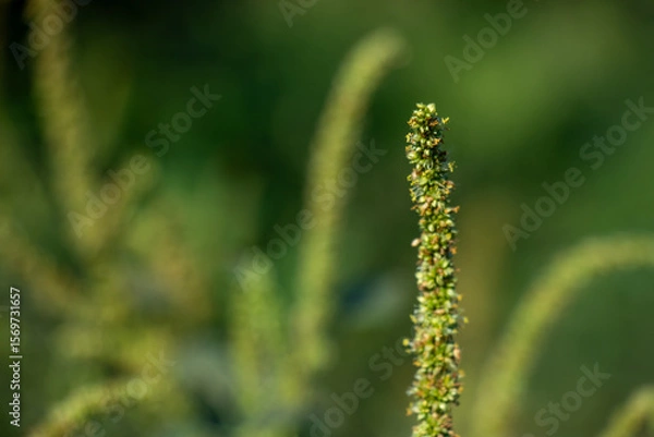 Fototapeta Dioecious amaranth, Pigweed Amaranthus has separate male and female plants