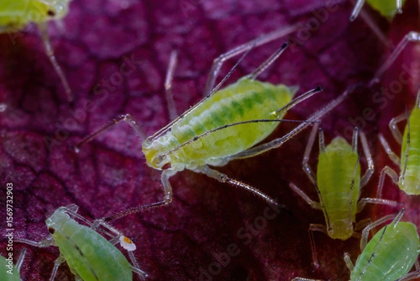 Obraz Aphid Colony Close-up. Greenfly or Green Aphid Garden Parasite Insect Pest Macro on Green Background
